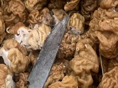 Корзина за три часа: рязанцы собирают сморчки