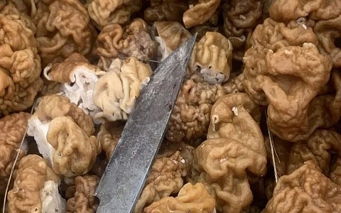 Корзина за три часа: рязанцы собирают сморчки