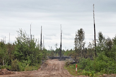 Дым без огня. Как выглядит лесной пожар под Рязанью спустя неделю 