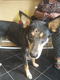 В Рязани заметили собаку с пулей от травматического пистолета в голове 