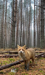 Под Рязанью лисы выходят к людям