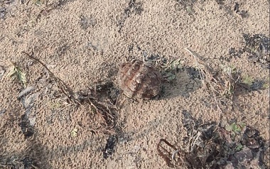 Под Рязанью нашли осколочную гранату