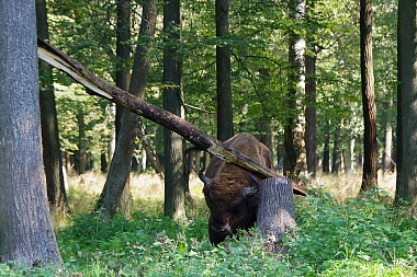 Рязанский зубр поразил жонглированием бревном Приокско-Террасный заповедник