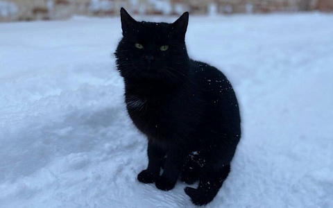 В Рязани перед новым годом пройдёт выставка-пристройство бездомных животных