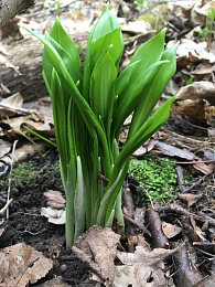 В рязанских лесах рвут краснокнижную черемшу