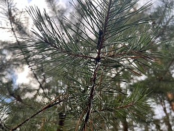 Аномальный февраль: в лесах под Рязанью распускается листва и растут грибы