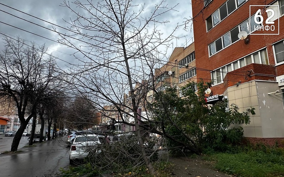 В Рязани сухое дерево рухнуло у подъезда пятиэтажки на Грибоедова - 62ИНФО