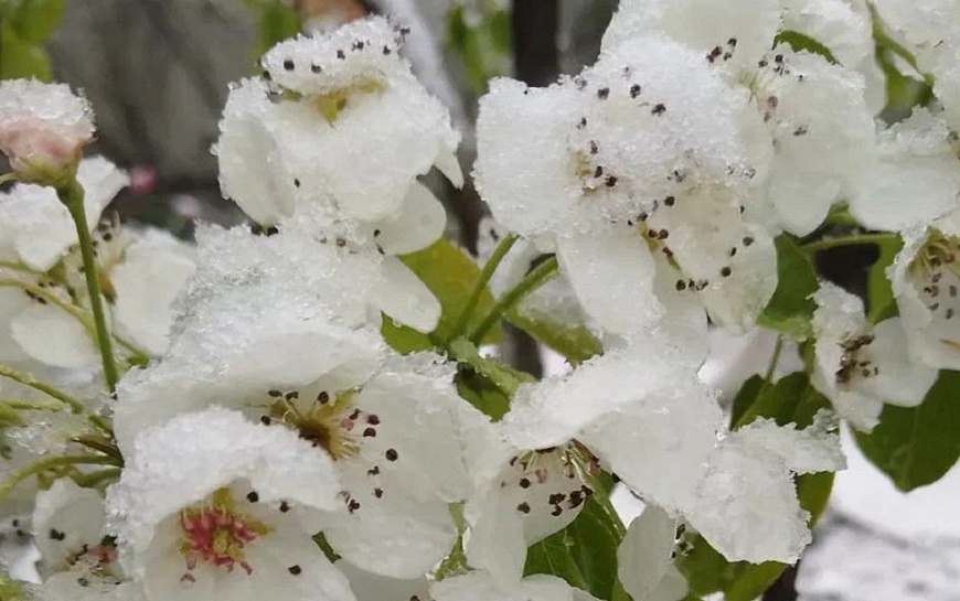 В Рязанской области аномальное тепло может сменить апрельский снег