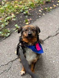 В Рязани 14 кошек и собак нашли новый дом за сутки