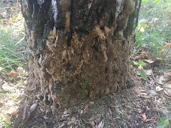 В Рязани деревья облеплены кладками непарного шелкопряда