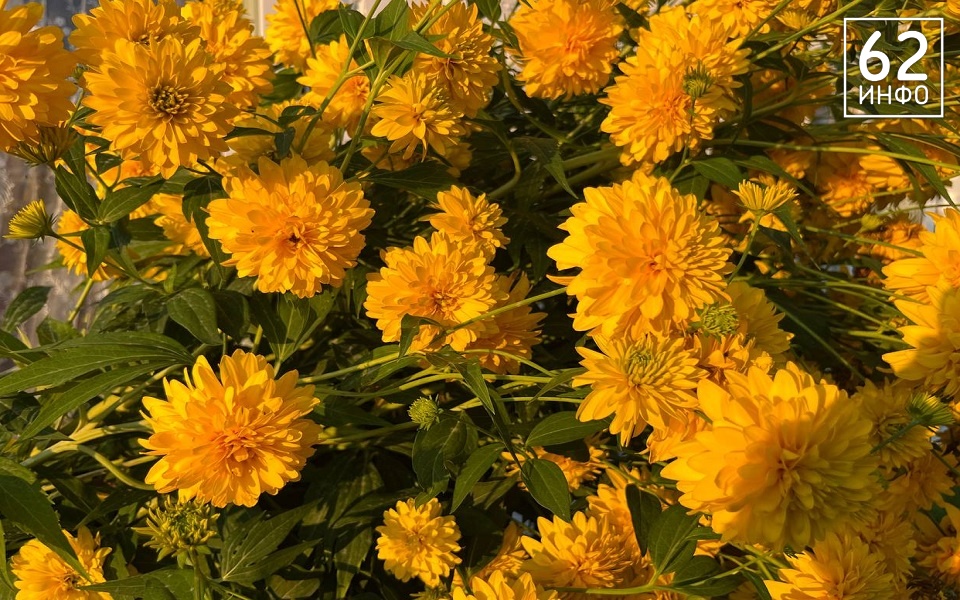 Рязанцам рассказали о погоде на лето 2026 года - 62ИНФО