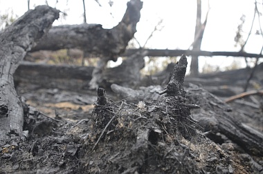 Дым без огня. Как выглядит лесной пожар под Рязанью спустя неделю 
