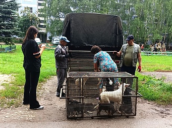 Жительница Шилова держала в маленькой квартире 13 собак