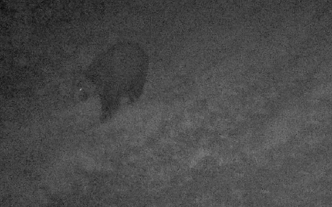 В рязанском лесу сфотографировали медведя и рысь