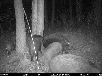 Окский заповедник поймал лося у легендарной кабаньей чесалки