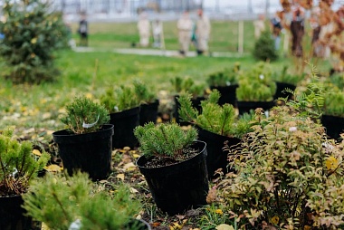 Рязанский губернатор Малков высадил рябину в сквере у новой стелы 