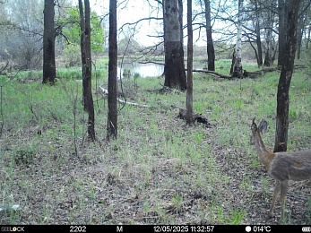 В Окском заповеднике серые косули начали рыжеть