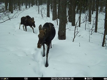 Рысь, волк и лосиное изобилие: Окский заповедник показал зверей в снежном лесу