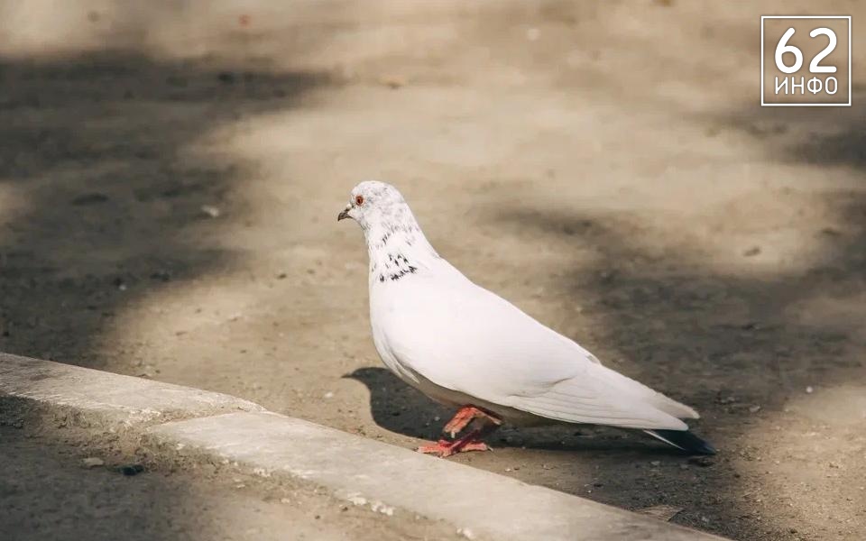 5 мая в Рязанской области ожидается пасмурная погода и до +13°С - 62ИНФО