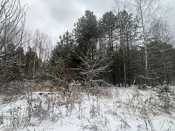 В рязанском лесу сфотографировали заброшки и лестницу в никуда - 62ИНФО В рязанском лесу сфотографировали заброшки и лестницу в никуда