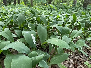 В рязанских лесах цветут поляны ландышей