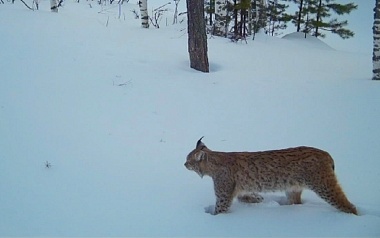 Рысь, волк и лосиное изобилие: Окский заповедник показал зверей в снежном лесу