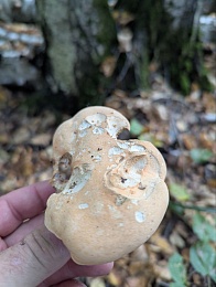 Странный, но вкусный: в рязанских лесах открыли сезон необычных грибов - 62ИНФО Странный, но вкусный: в рязанских лесах открыли сезон необычных грибов