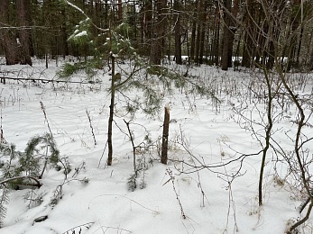 Под Солотчей обезглавливают и корчуют сосны