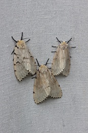 Биолог Николаева объяснила нашествие шелкопряда в Рязанской области