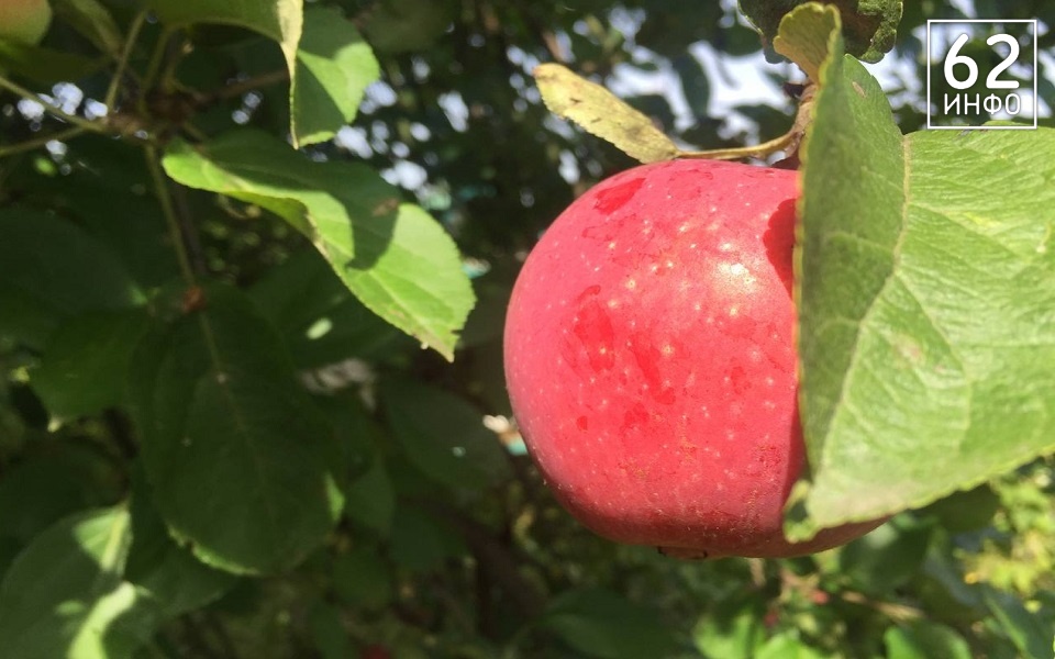 В Рязанской области на 7 сентября прогнозируют +26°С без дождя - 62ИНФО