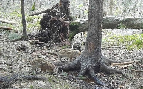 В Рязанской области запечатлели милых кабанят