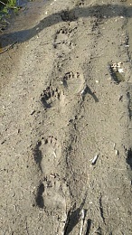 Сотрудница Окского заповедника рассказала о зимовке медведя в Рязанской области