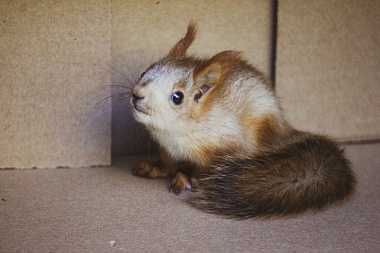 Белки с биостанции РГУ обзавелись потомством - 62ИНФО Белки с биостанции РГУ обзавелись потомством