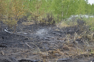 Дым без огня. Как выглядит лесной пожар под Рязанью спустя неделю 