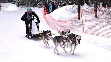 Гонки на собачьих упряжках прошли под Рязанью на пятикилометровой трассе
