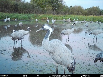 В рязанских лесах заметили серых журавлей и лося