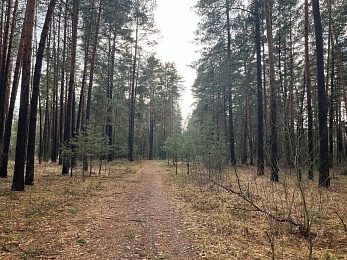Аномальный февраль: в лесах под Рязанью распускается листва и растут грибы