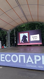 В Рязани 14 кошек и собак нашли новый дом за сутки