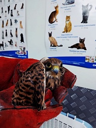 Рязанцы спасли везучего и полезного сокола-пустельгу