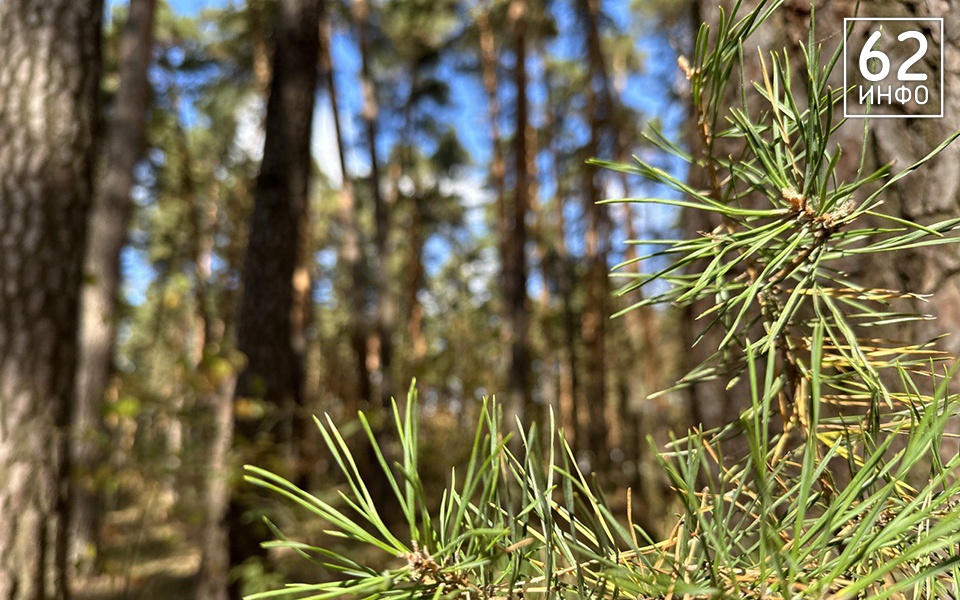 Рязанскую область ожидает теплый день с возможными грозами - 62ИНФО