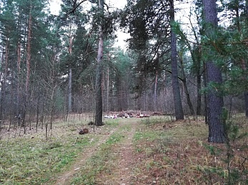 У Касимова в лесу устроили свалку