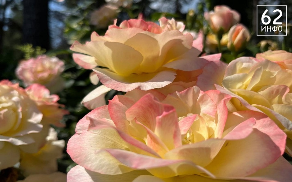 В Рязанской области грозы 2 августа собьют жару до +27°С - 62ИНФО