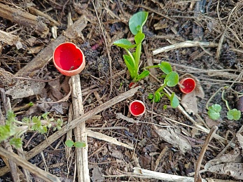 Рязанцы нашли алые грибы со шляпкой в виде ракушки 