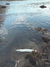 В Солотче погибла рыба в реке