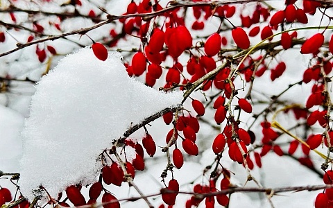 Температура в Рязанской области уже ночью упадет до -20°С