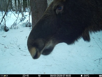 В рязанском лесу сфотографировали инфернального зайца