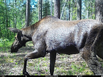Окский заповедник показал снимки волков и рыси с фотоловушек