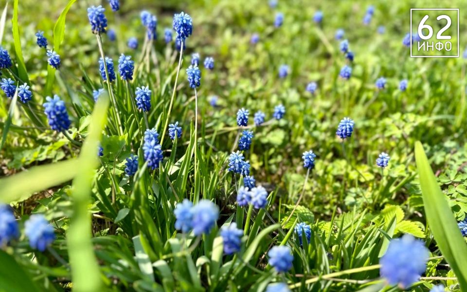 В Рязанской области 14 апреля воздух прогреется до +14 градусов - 62ИНФО