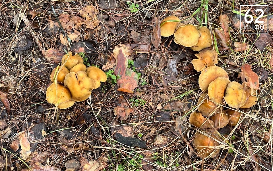 Грибники, к бою: в январе рязанские леса заполонили опята - 62ИНФО