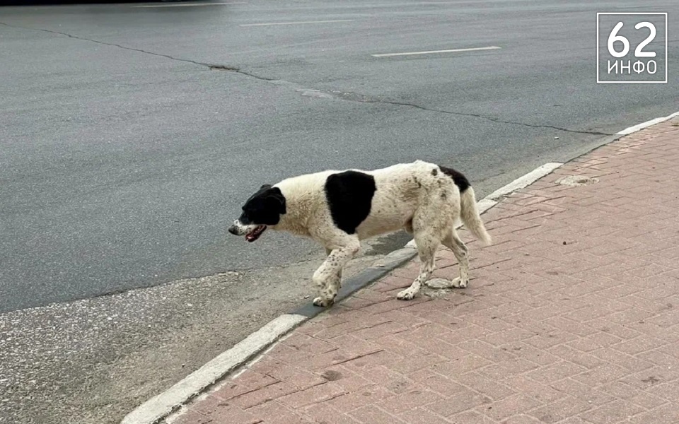 Рязанцам рассказали, что делать при нападении собак - 62ИНФО